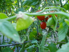 Cherry tomato closeup 2