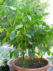 Jalapeño plants