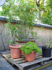 Cherry tomatoes, parsley, jalapeño