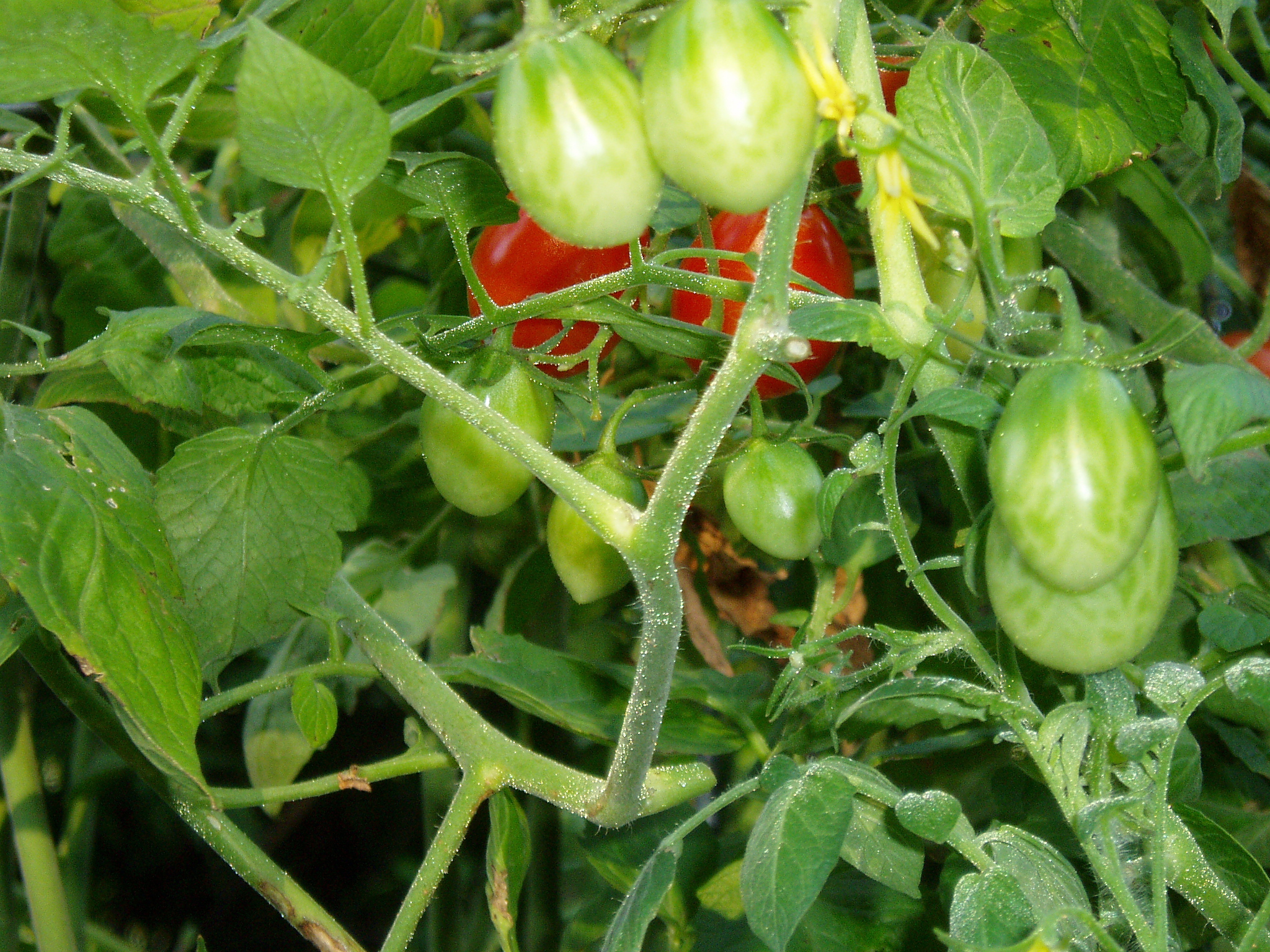 Cherry tomato closeup