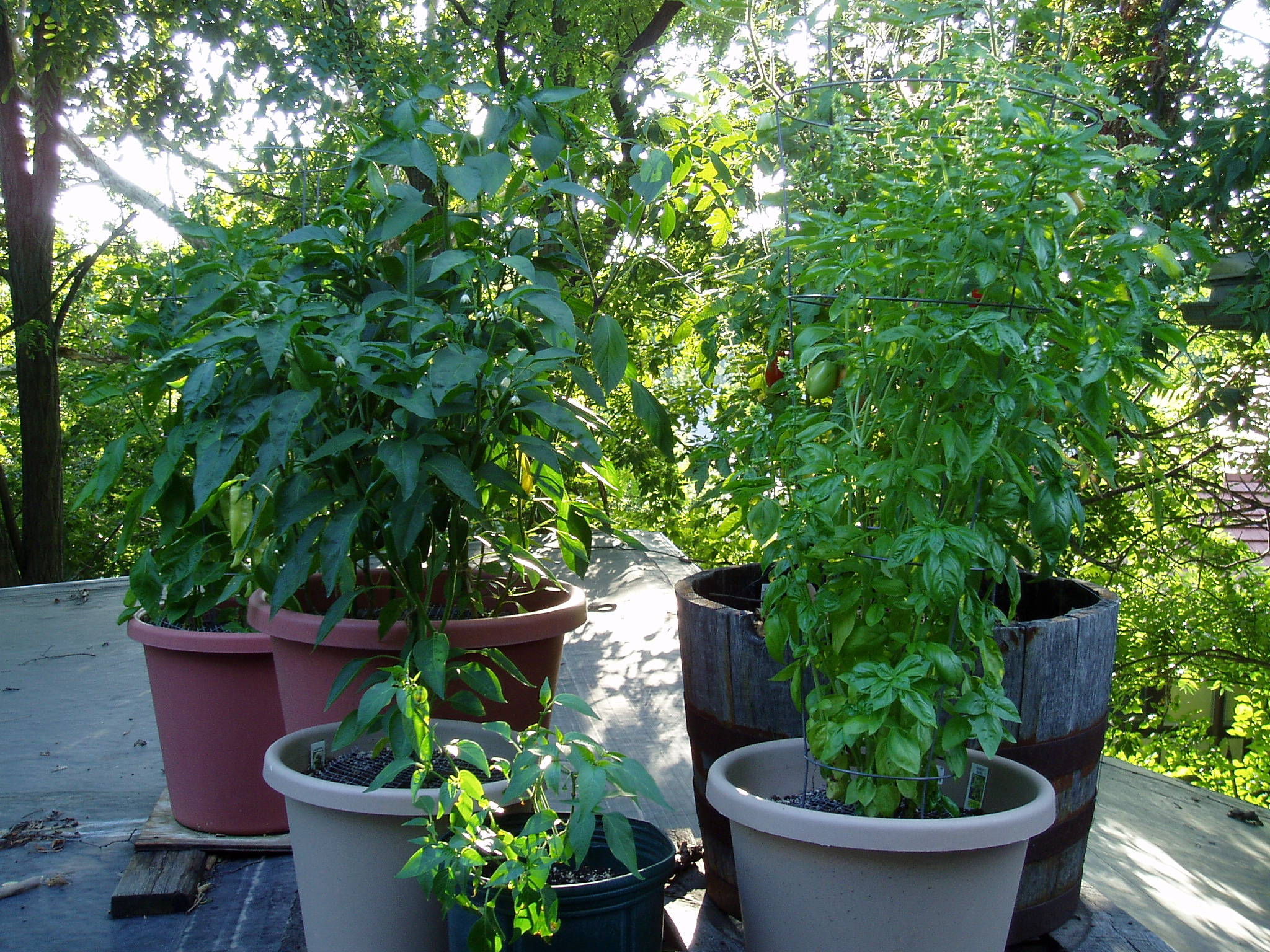 Peppers, basil, Roma tomatoes