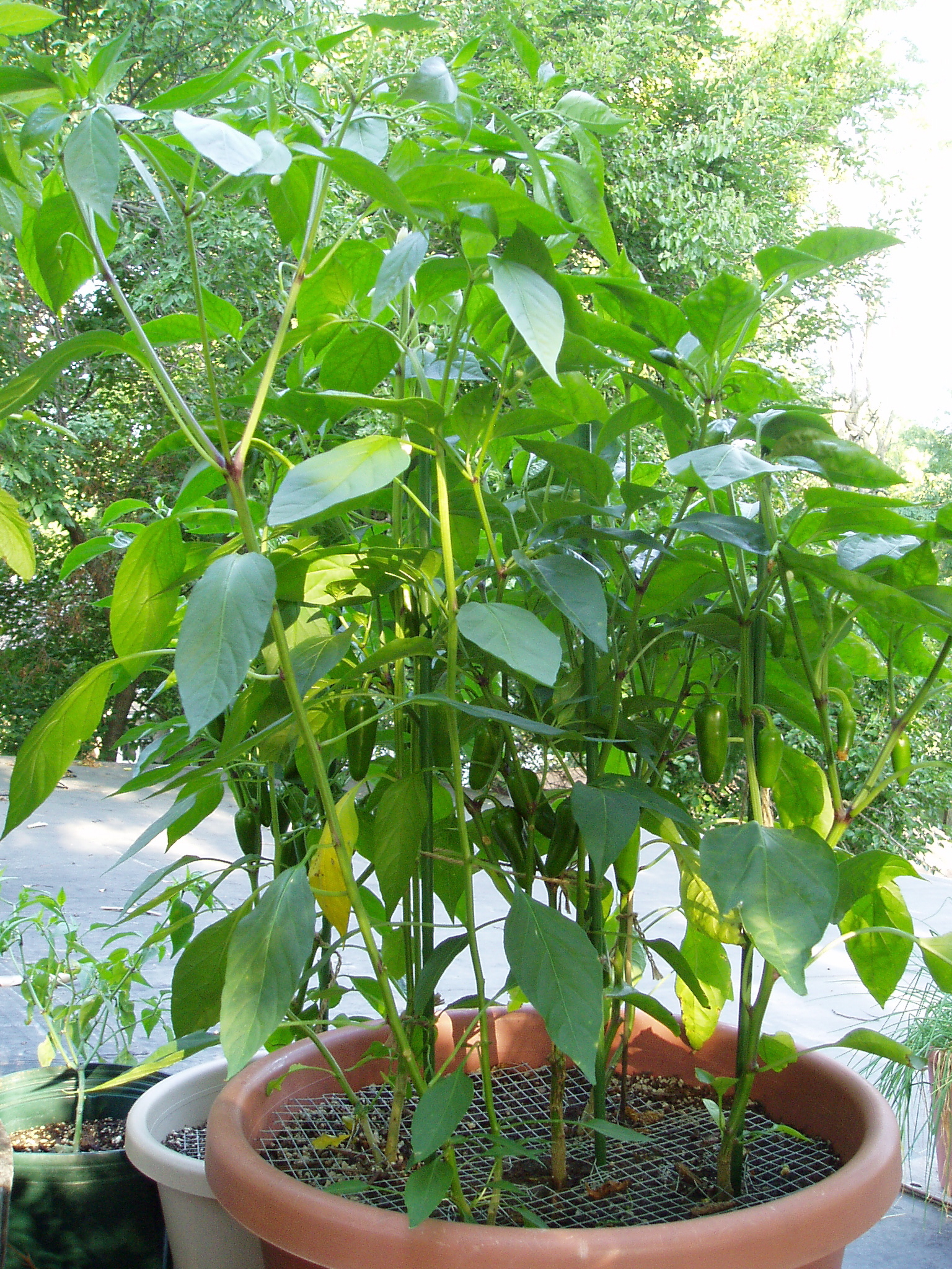 Jalape&ntilde;o plants