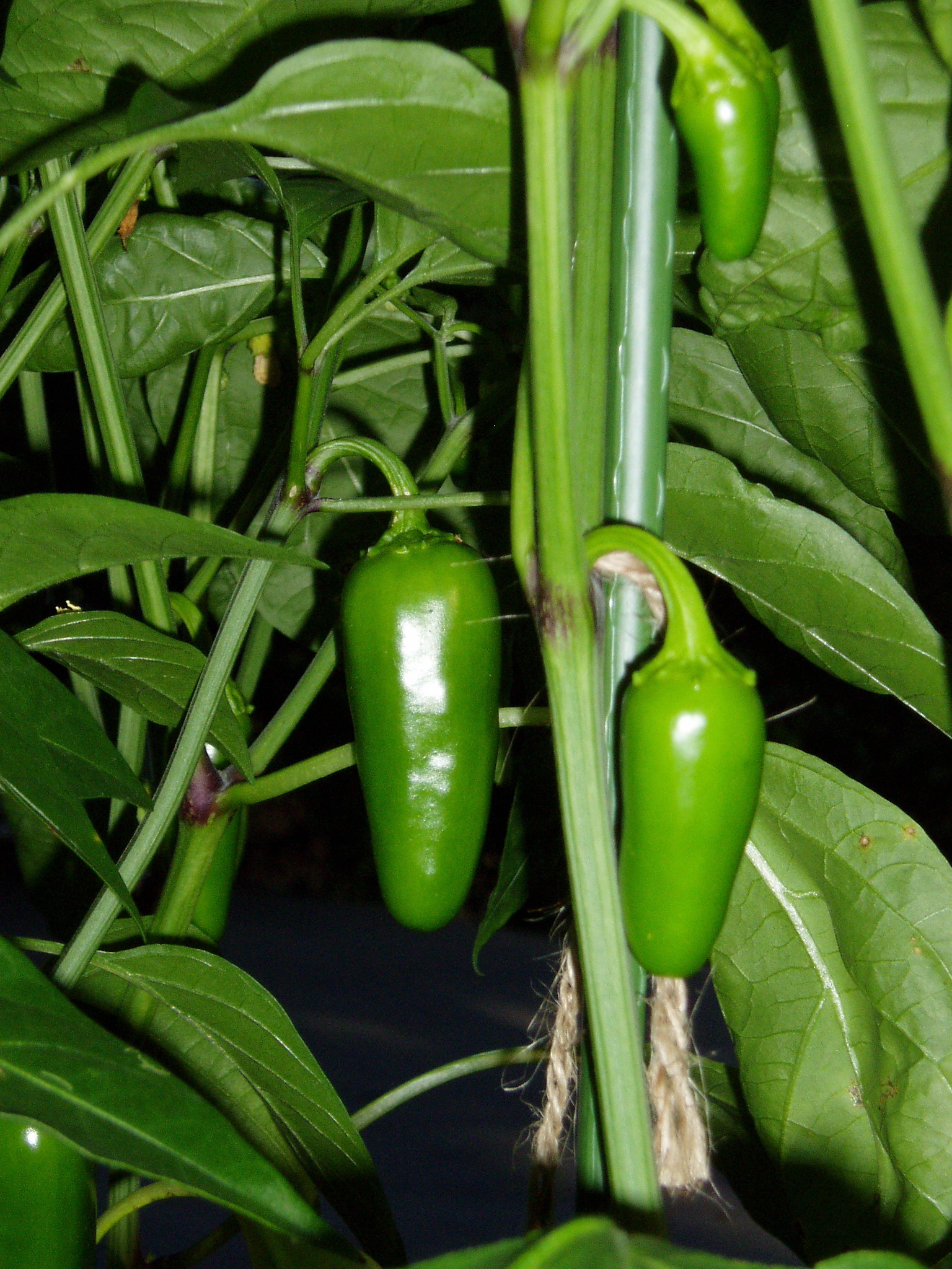 Jalape&ntilde;o closeup