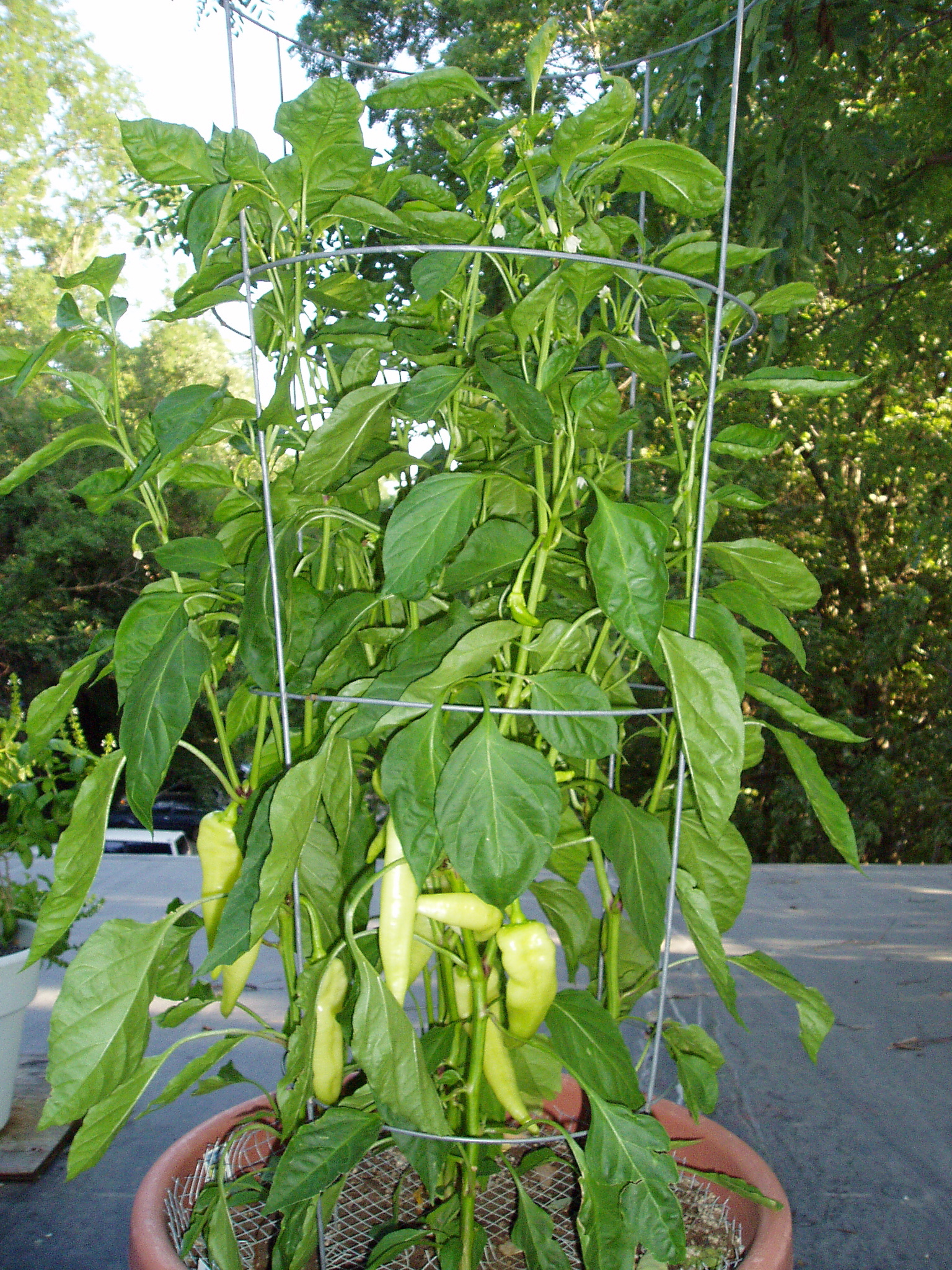 Banana Pepper