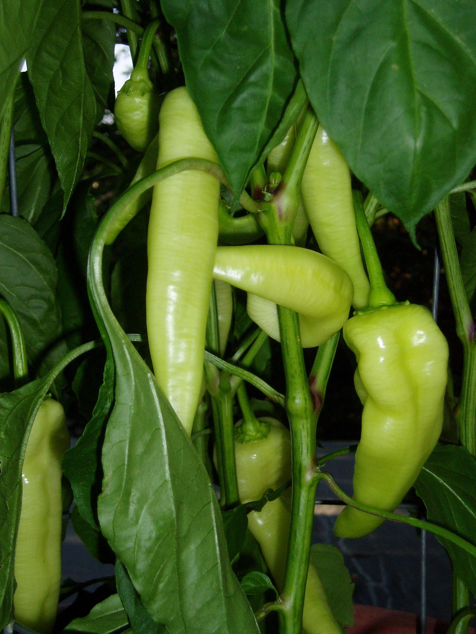 Banana Pepper closeup