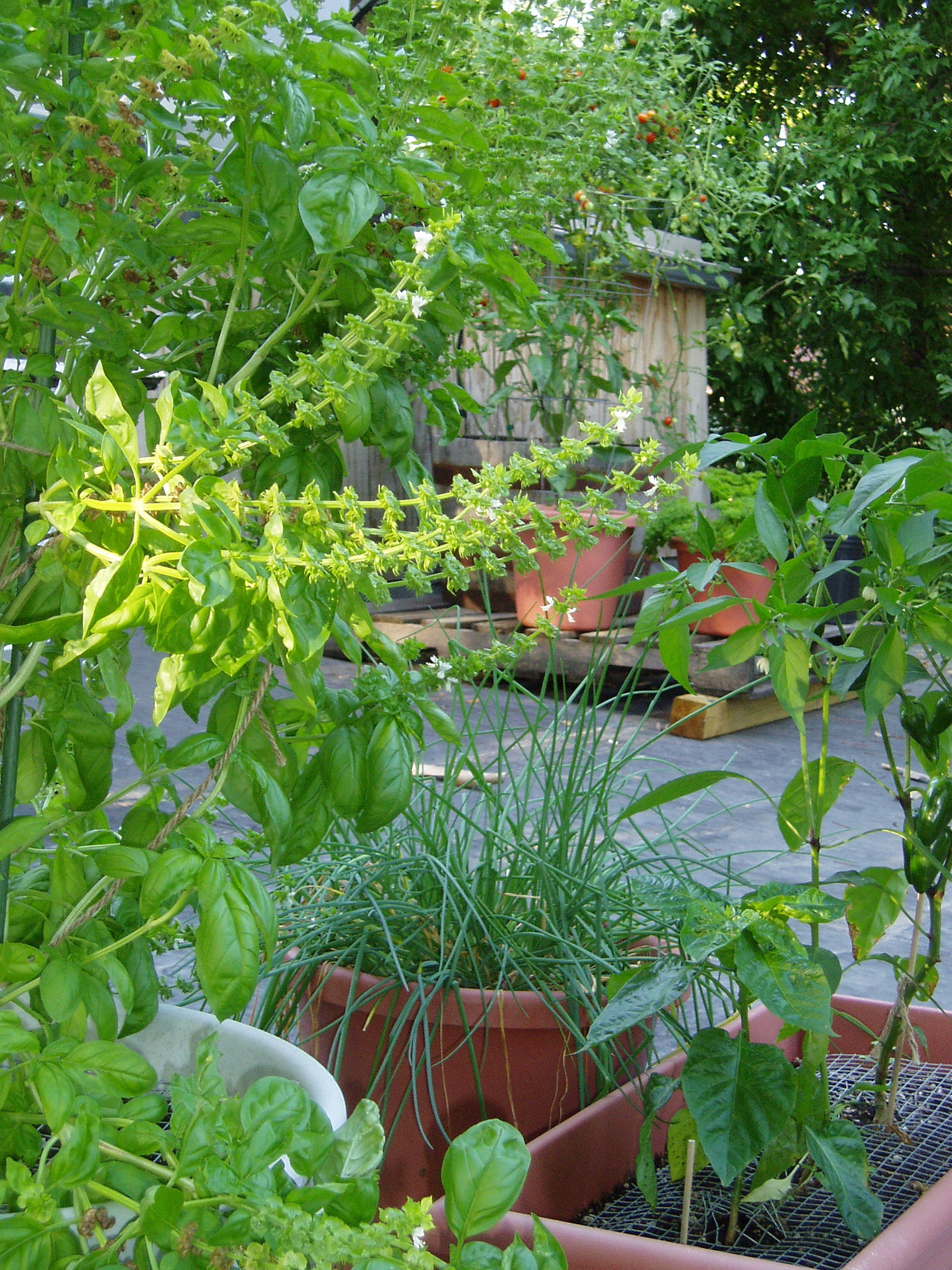 Basil, chives, peppers