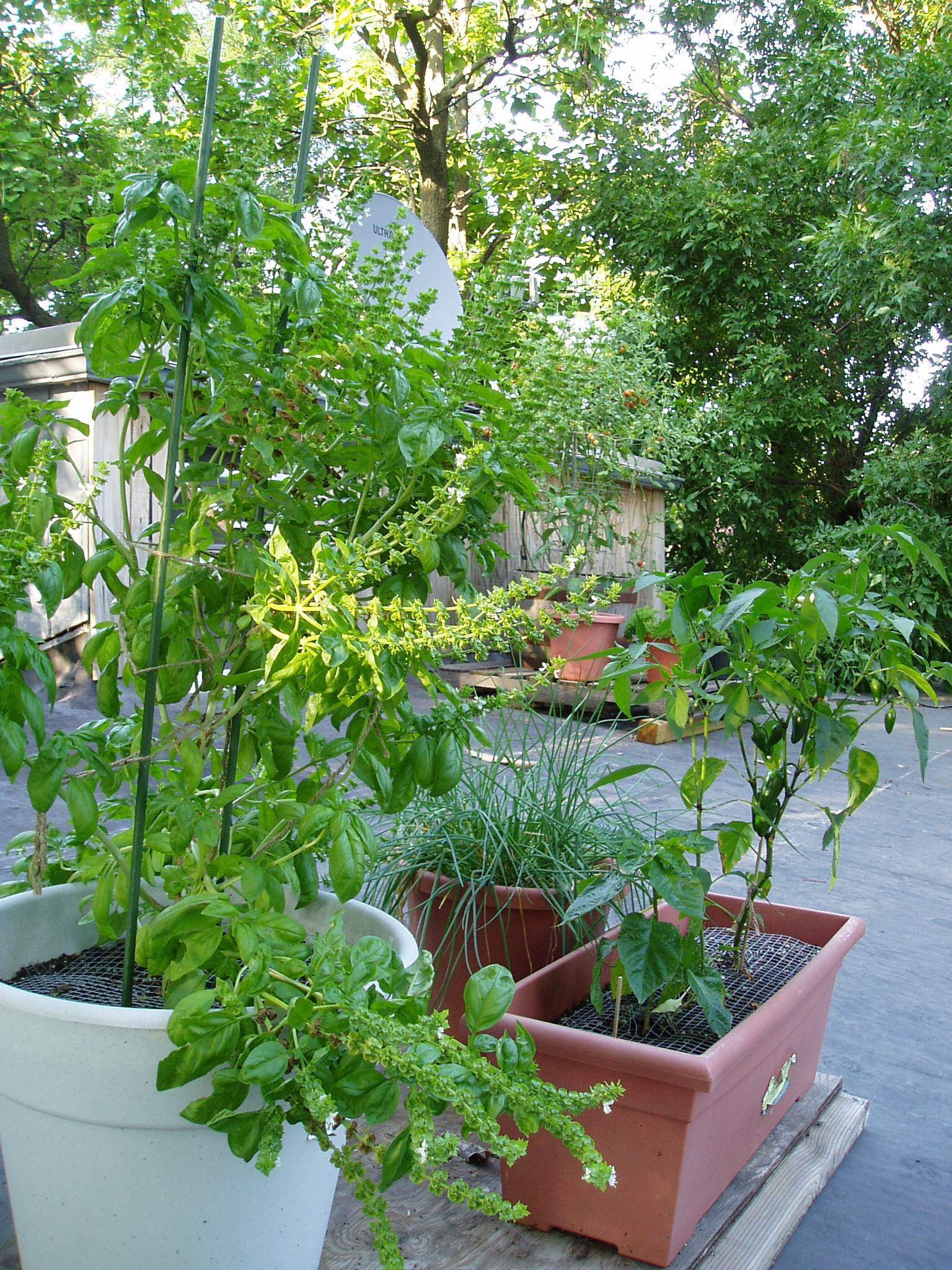 Basil, chives, peppers