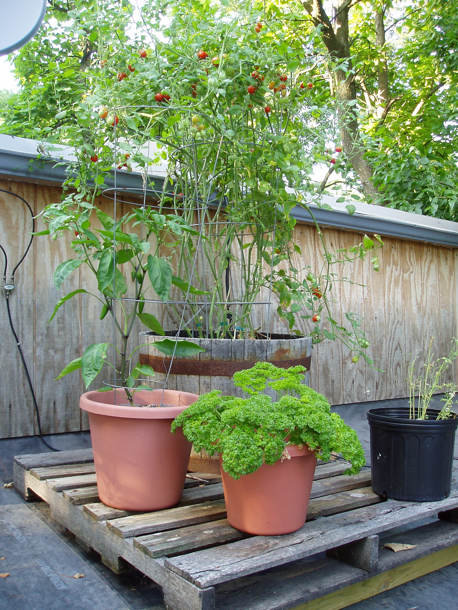 Cherry tomatoes, parsley, jalape&ntilde;o