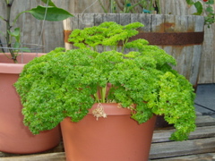 Parsley closeup