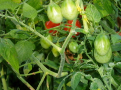 Cherry tomato closeup