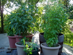 Peppers, basil, Roma tomatoes