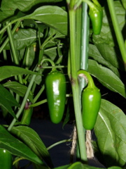 Jalape&ntilde;o closeup