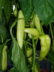 Banana Pepper closeup