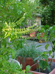 Basil, chives, peppers