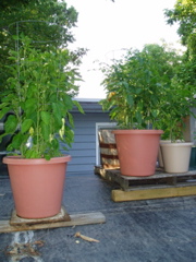 Peppers & tomatoes
