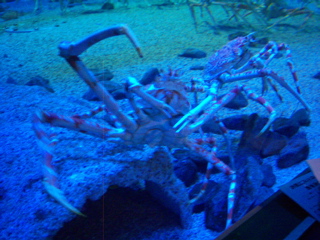 100_0237.JPG